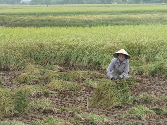 Nông dân gặt lúa chạy đua với bão ảnh 10